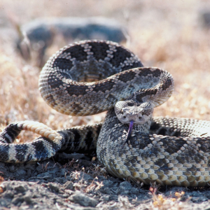 Presencia de serpientes